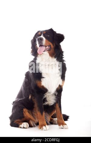 Berner Sennenhund auf Weiß Stockfoto