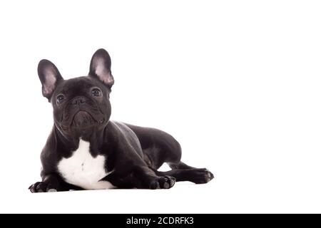 Franse buldog auf Weiß Stockfoto
