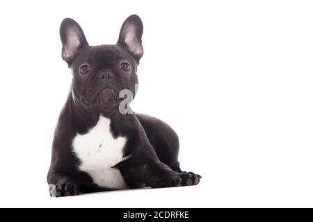 Franse buldog auf Weiß Stockfoto