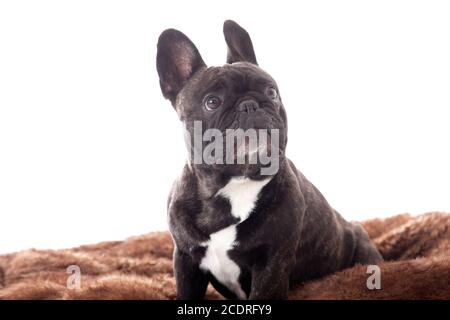Franse buldog auf seinem Plaid Stockfoto