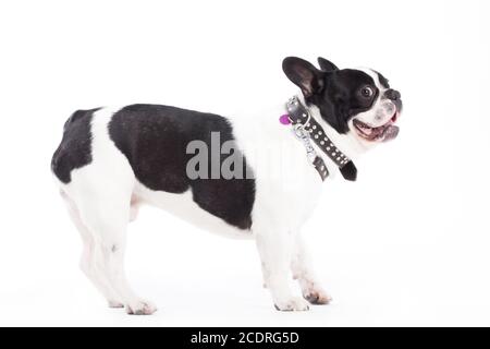 Franse buldog auf Weiß Stockfoto