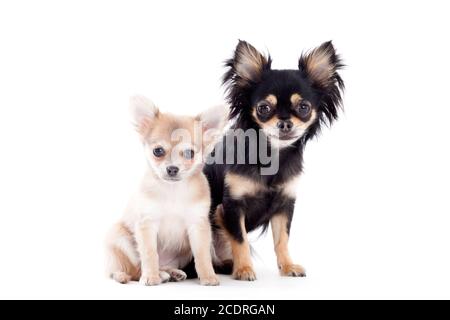 2 Chihuahua hunde auf Weiß Stockfoto