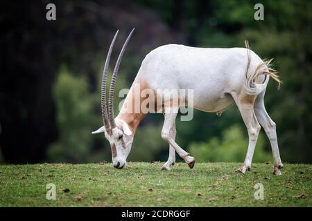 Der Zungenhörnige Oryx, der Oryx dammah, grast in einem Wildpark. Ausgestorben in der freien Natur bis vor kurzem, als Zuchtprogramme in Gefangenschaft begannen, sich zurückzufinden Stockfoto