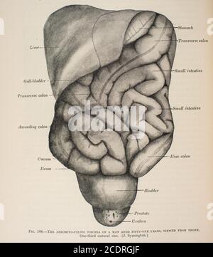 Quain's Elements of Anatomy Col. III veröffentlicht im Jahr 1896, Abdominal/Beckenbereich, männlich. Stockfoto