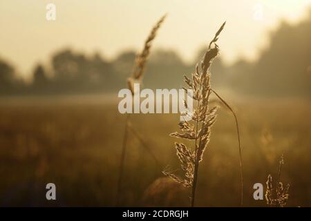 Septembermorgen auf einer Wiese, Herbsttau auf Grasohren, verschwommener Hintergrund, Nahaufnahme, Kopierraum Stockfoto