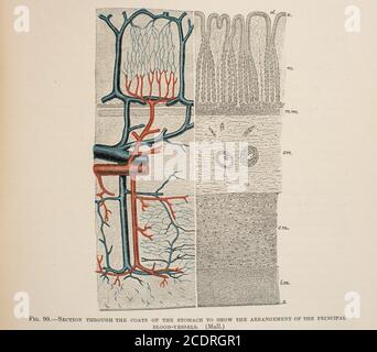 Quain's Elements of Anatomy Col. III veröffentlicht im Jahr 1896, Zirkulation. Stockfoto