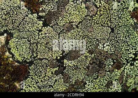 Rhizocarpon geographicum Flechten Nahaufnahme Stockfoto