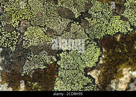 Rhizocarpon geographicum Flechten Nahaufnahme Stockfoto