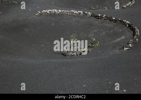 Weinbau auf lanzarote in der Region La Geria, Spanien, Europa Stockfoto