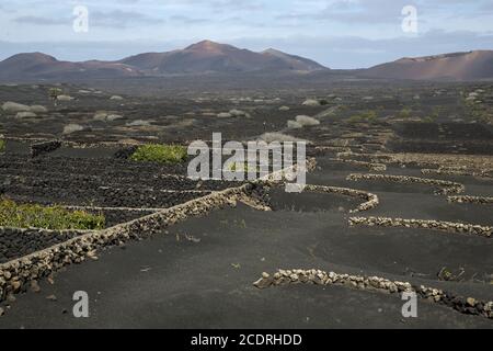 Weinbau auf lanzarote in der Region La Geria, Spanien, Europa Stockfoto