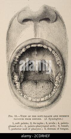 Offener Mund aus Quains Elementen der Anatomie Col. III veröffentlicht im Jahr 1896 Stockfoto