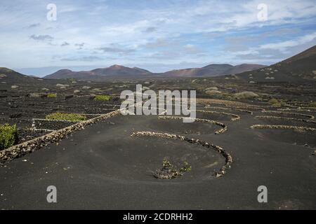 Weinbau auf lanzarote in der Region La Geria, Spanien, Europa Stockfoto