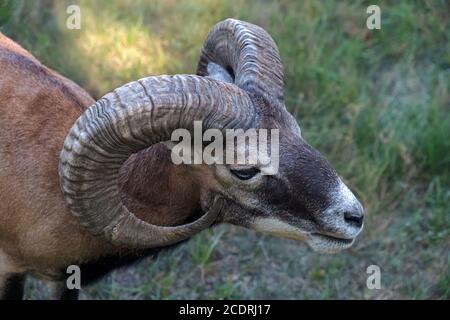 Nahaufnahme von wildem Widder oder Mufflon Kopf gegen Gras Hintergrund Stockfoto