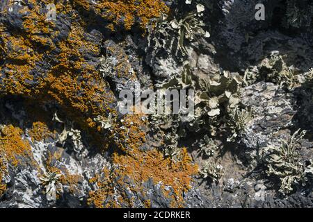 Erste Flechten und Pflanzen einer neuen Vegetation auf dem abgekühlten Lavastrom bei Mancha Blanca, Stockfoto