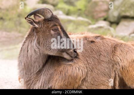 Himalayan Tahr. Stockfoto