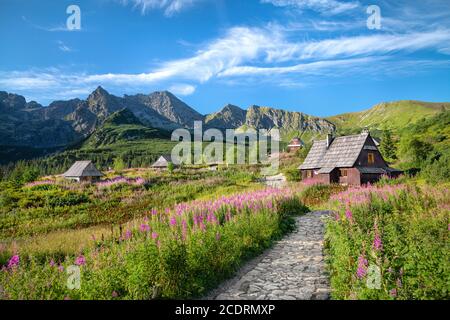 Blühende Chamaenerion im Gasienicowa Tal, Tatra Gebirge, Polen Stockfoto