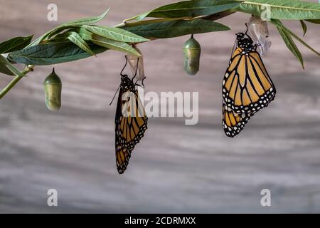 Zwei Monarchfalter, Danaus plexippuson, trocknende Flügel auf blauem Hintergrund Stockfoto