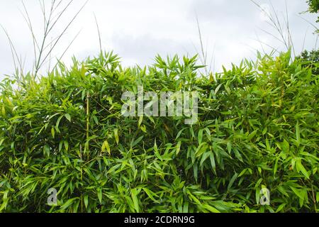 Bambuspflanzen grünes Laub Stockfoto