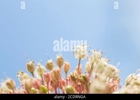 Lauch-Blüten aus nächster Nähe Stockfoto