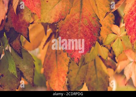 Victoria Creeper Weinrebe herbstliche rote Laub Stockfoto