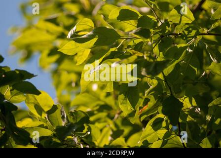 Laub bleibt auf den blauen Himmel. selektiven Fokus Makroaufnahme mit flachen DOF Feder Hintergrund Stockfoto