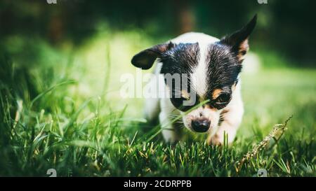 Hund spielen im Freien auf dem Rasen Frühjahr Rasen. Selektiven Fokus Bokeh Hintergrund Stockfoto