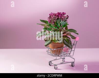 Blühende Saintpaulias in Mini-Shopping-Trolley, allgemein bekannt als African Violet. Mini Topfpflanze. Lieferung von Blumen. Stockfoto