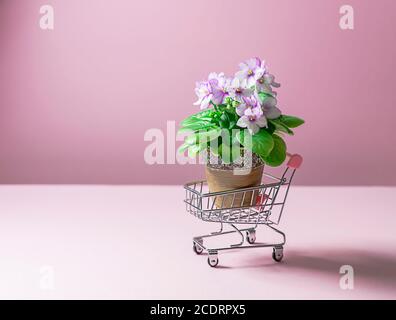 Blühende Saintpaulias in Mini-Shopping-Trolley, allgemein bekannt als African Violet. Mini Topfpflanze. Lieferung von Blumen. Stockfoto