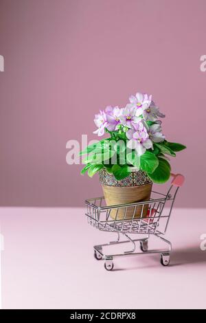 Blühende Saintpaulias in Mini-Shopping-Trolley, allgemein bekannt als African Violet. Mini Topfpflanze. Lieferung von Blumen. Stockfoto