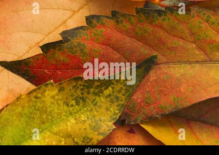 Victoria kriechige herbstliche gefallene Blätter Stockfoto