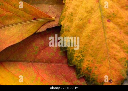 Victoria kriechige herbstliche gefallene Blätter Stockfoto