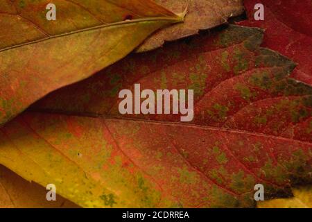 Victoria kriechige herbstliche gefallene Blätter Stockfoto