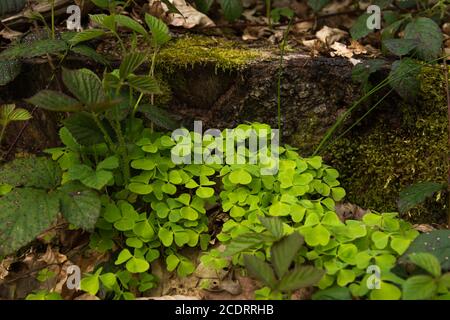 Waldsorrel wächst wild Stockfoto