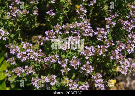 Thymuspflanze mit blühenden Blumen Stockfoto