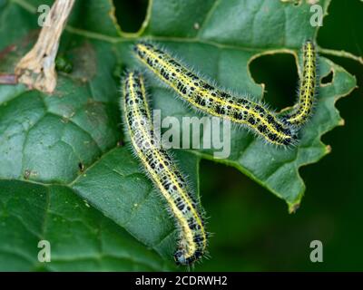 Raupen des großen weißen Schmetterlings, Pieris brassicae, füttern auf einem Kohlblatt Stockfoto