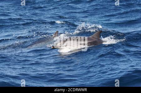 Gestreifter Delphin (Stenella coeruleoalba) während der Wal- und Delfinbeobachtungsfahrt. Straße von Gibraltar, Spanien. Stockfoto