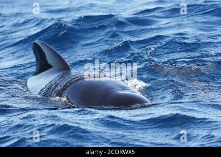 Langflossentäuberwale (Globicephala melas) während der Walbeobachtungsfahrt gesichtet. Straße von Gibraltar, Spanien. Stockfoto