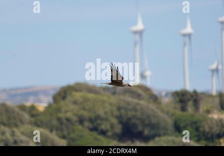 Schwarzer Drachen (Milvus migrans), der während des Herbstzuges die Straße von Gibraltar überquert, Einzelvogel im Flug, Andalusien, Spanien. Stockfoto