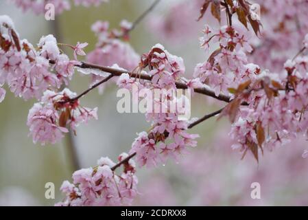 Kirschbaumblüten und Äste bedeckt mit schmelzendem nassem Schnee während eines plötzlichen und unerwarteten Schneesturms im Mai in Helsinki, Finnland. Stockfoto