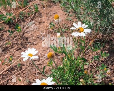 Gestreifte Wespe sitzt auf einem gelben Zentrum der Kamillenblüte wächst im Freien in der Nähe der Landstraße an einem sonnigen Tag. Stockfoto
