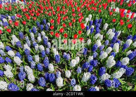 Blumenfeld mit rot weiß blauen Tulpen und Hyazinthen Stockfoto