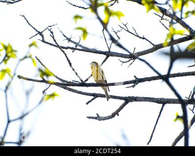 Spinus spinus - eurasischer Siskin, der auf einem Baum singt Frühling Stockfoto