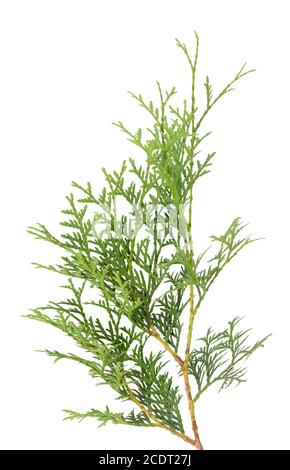 Arborvitae Zweig, isoliert auf weißem Hintergrund. Grüner Thuja-Zweig. Stockfoto