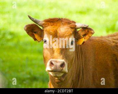 Limousine Kuh auf dem Land Blick auf die Kamera Stockfoto