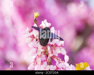 Cercis siliquastrum - EINE Hummel bestäubt Blumen auf einem Judas Baum im Frühling Stockfoto