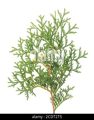 Arborvitae Zweig, isoliert auf weißem Hintergrund. Grüner Thuja-Zweig. Stockfoto