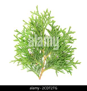 Arborvitae Zweig, isoliert auf weißem Hintergrund. Grüner Thuja-Zweig. Stockfoto