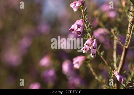 Detail der blühenden erica erigenea rosa Frühling Blumen Stockfoto