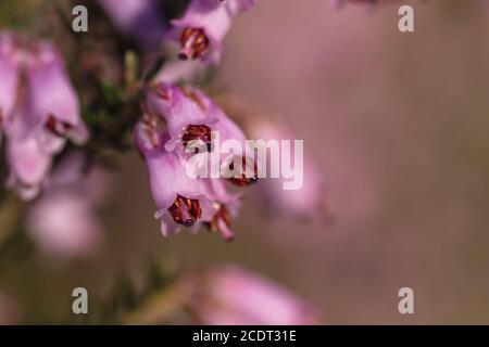 Detail der blühenden erica erigenea rosa Frühling Blumen Stockfoto