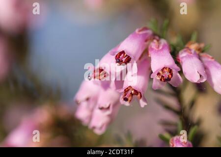 Detail der blühenden erica erigenea rosa Frühling Blumen Stockfoto